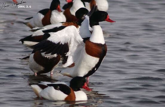 Image of shelduck, common shelduck