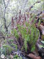 Image of Villadia diffusa Rose