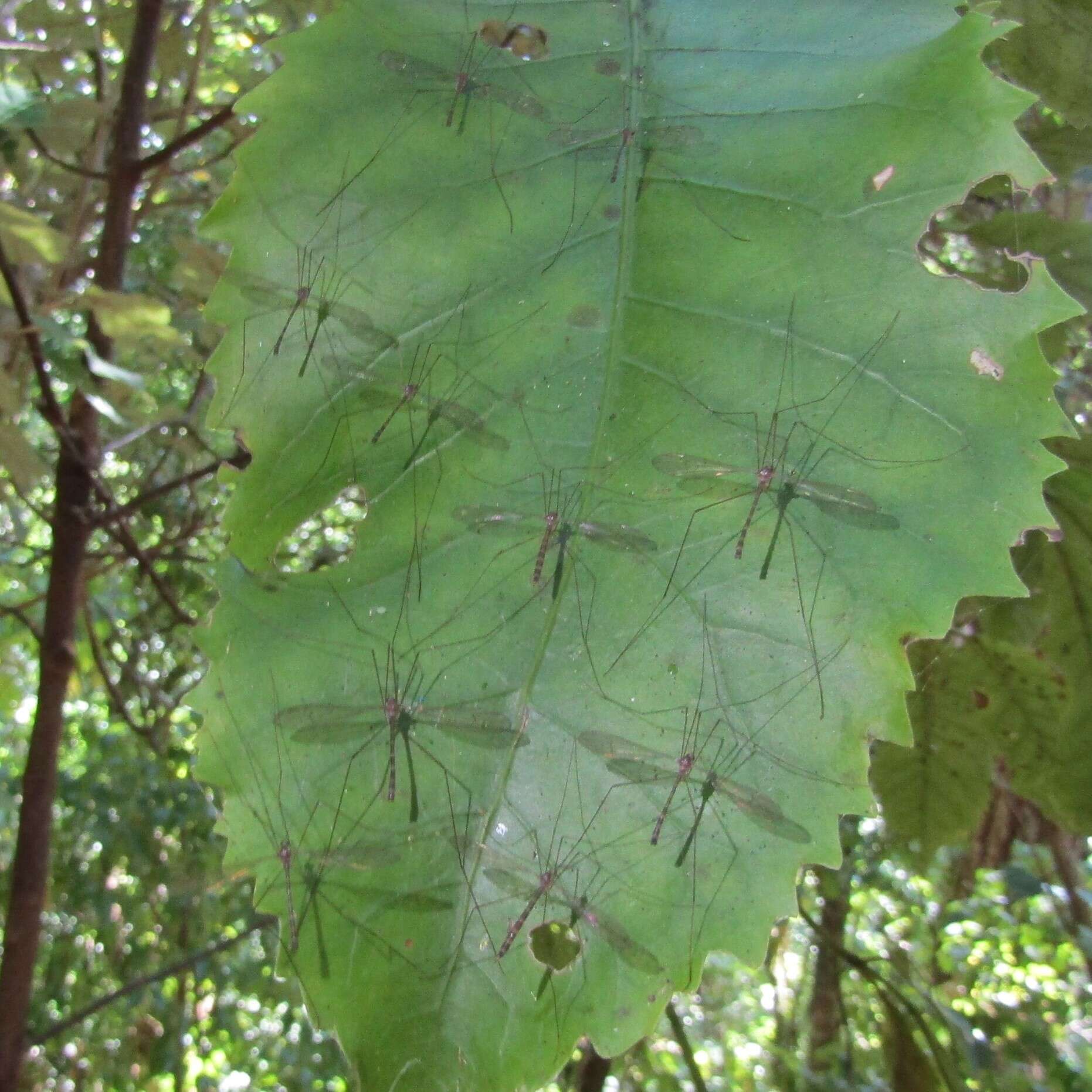 Imagem de Limnophilella delicatula (Hutton 1900)