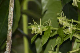 Image de Epidendrum falcivesicicaule Hágsater & E. Santiago