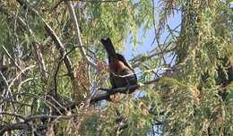 Image of Abyssinian Catbird