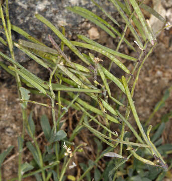 Image of Soldier Rockcress