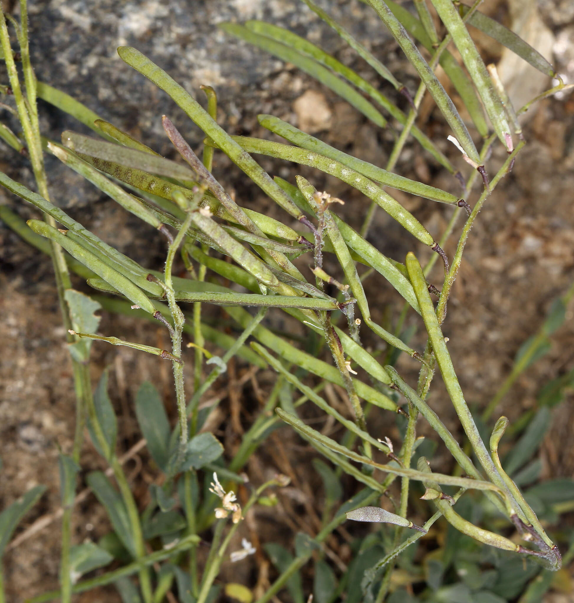 Image of Soldier Rockcress