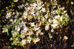 Image of Regel's chickweed