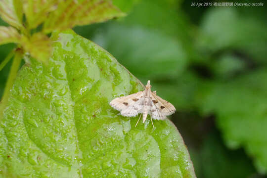 Слика од Diasemia accalis Walker 1859