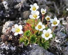 Plancia ëd Saxifraga cespitosa L.