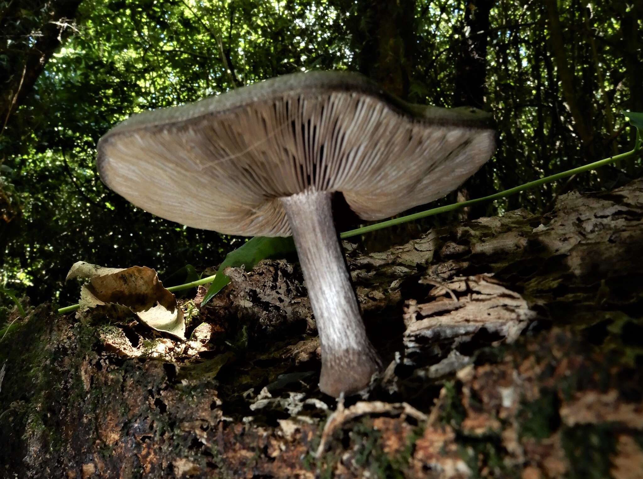 Image of Pluteus microspermus E. Horak 2008