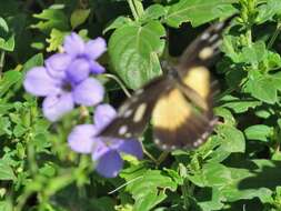 Imagem de Barleria obtusa Nees