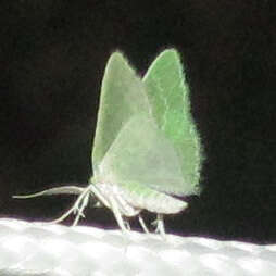 Image of Wavy-lined Emerald