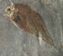 Image of Hadronectoridae