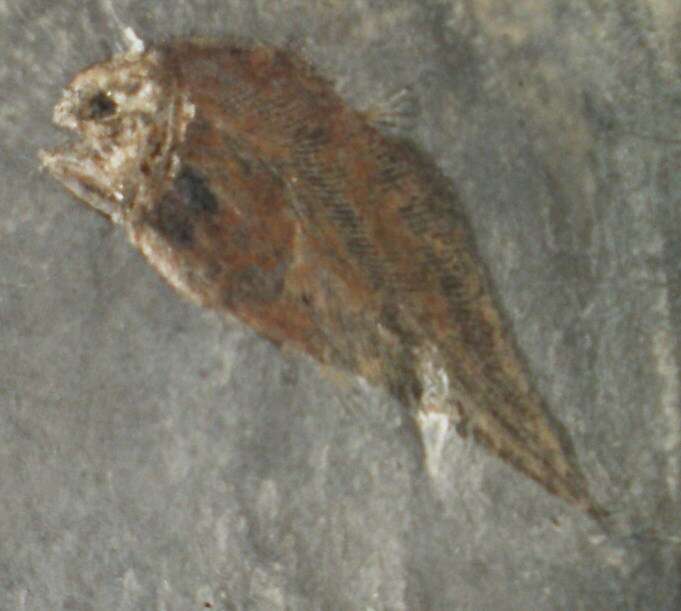 Image of Hadronectoridae