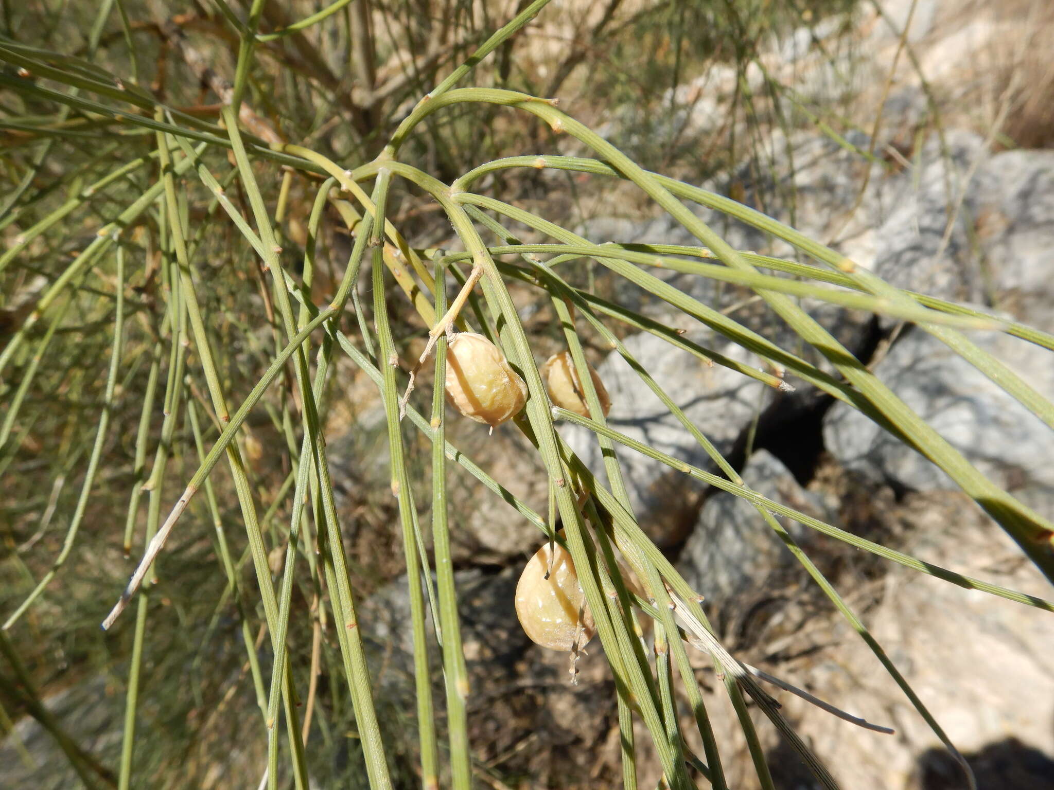 Image of Retama monosperma (L.) Boiss.