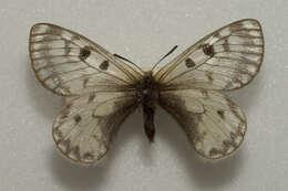 Image of Parnassius boedromius Püngeler 1901