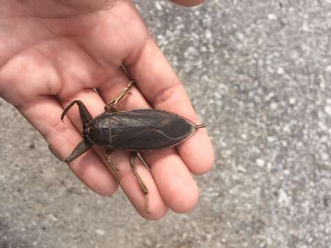 Image of Giant Water Bug