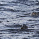 Image of Pacific harbor seal