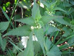 Image of white deadnettle