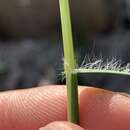 Image of flattened oatgrass