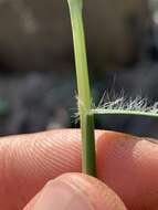 Image of flattened oatgrass