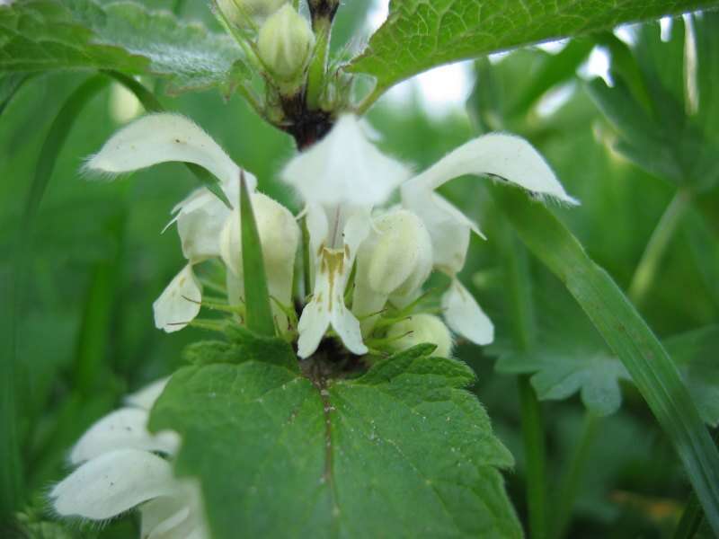 Image of white deadnettle