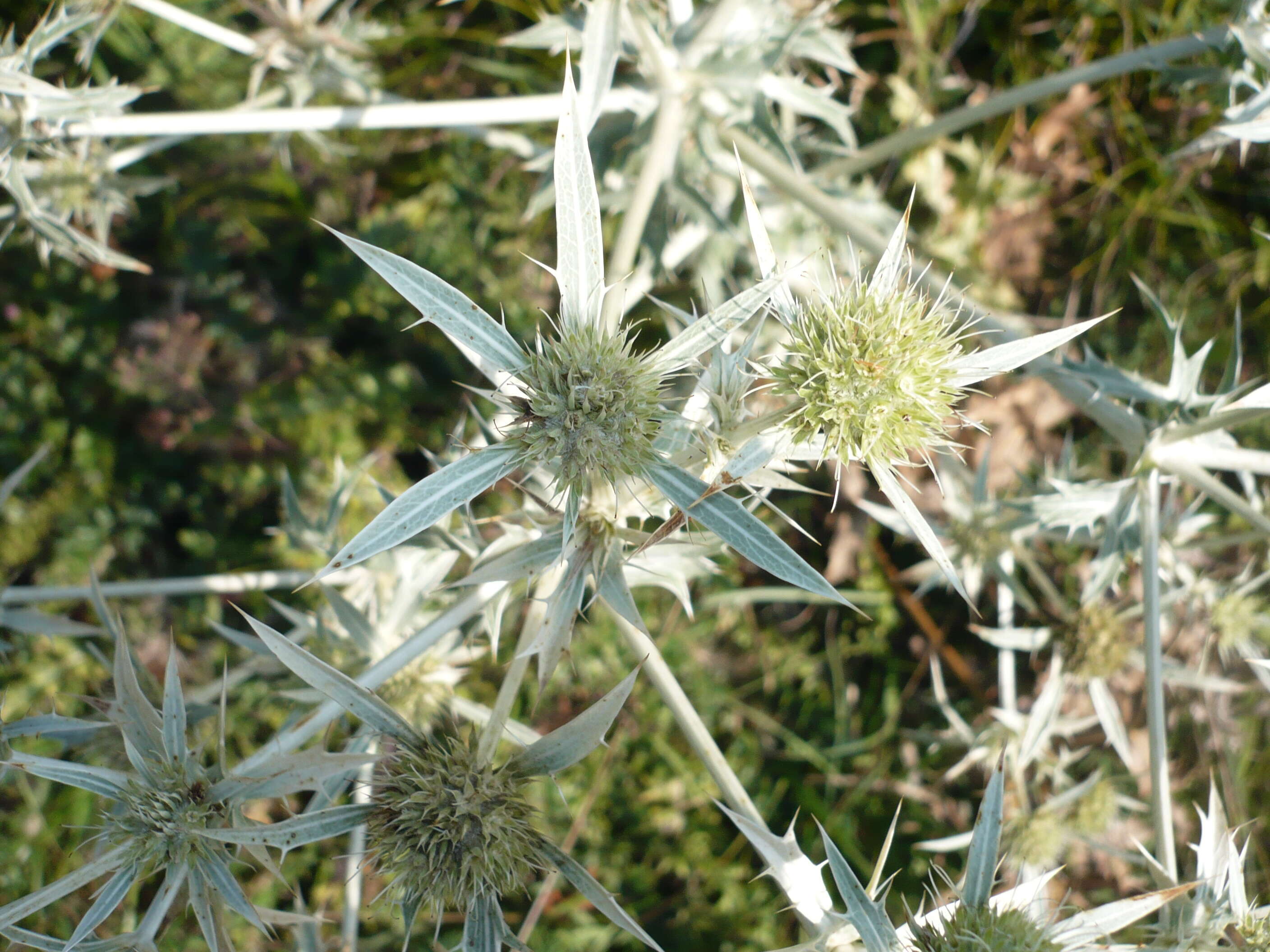 Image de chardon roulant