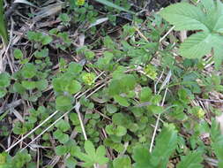 Image of Chrysosplenium pilosum Maxim.