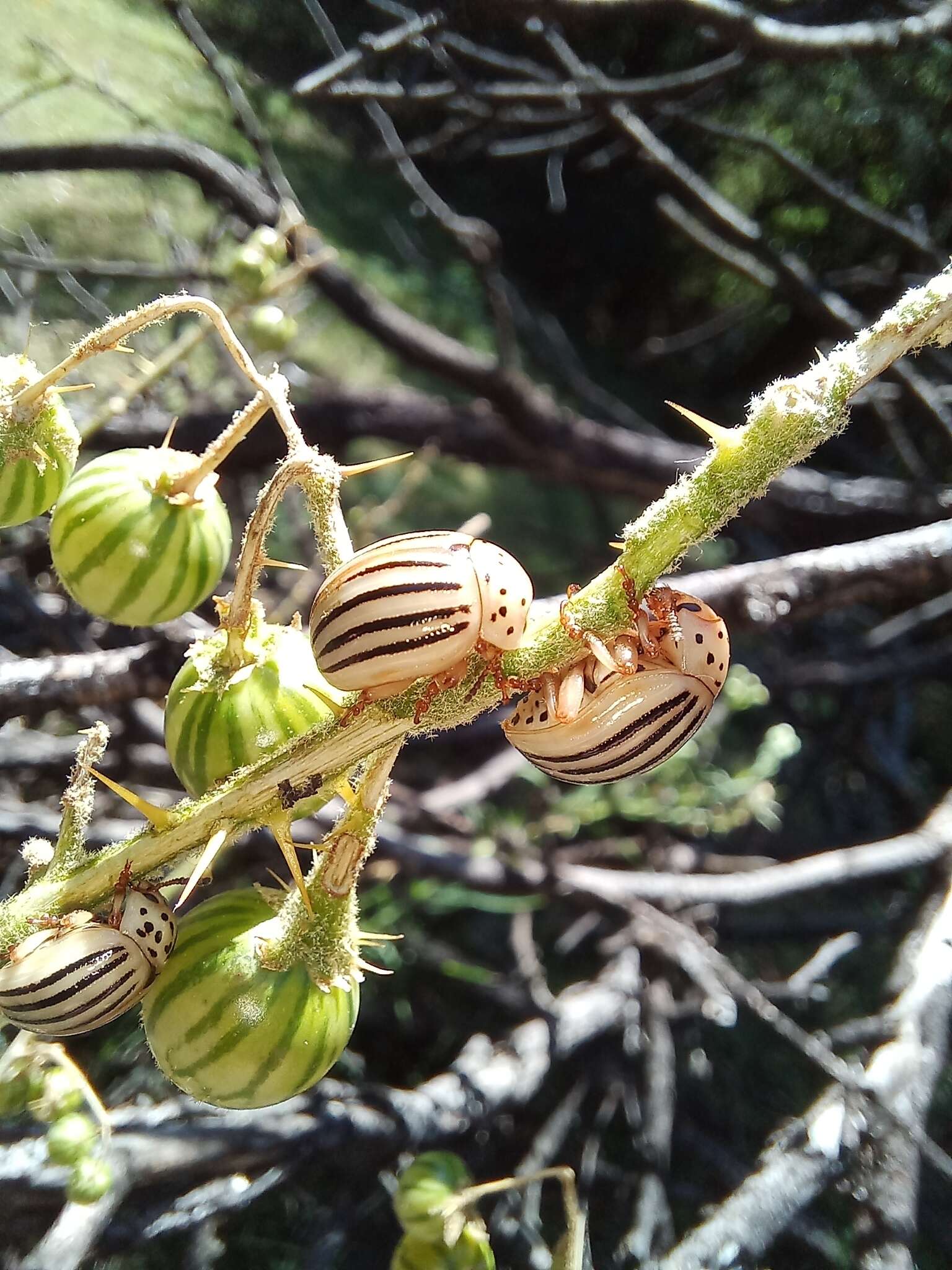 Imagem de Leptinotarsa texana Schaeffer 1906