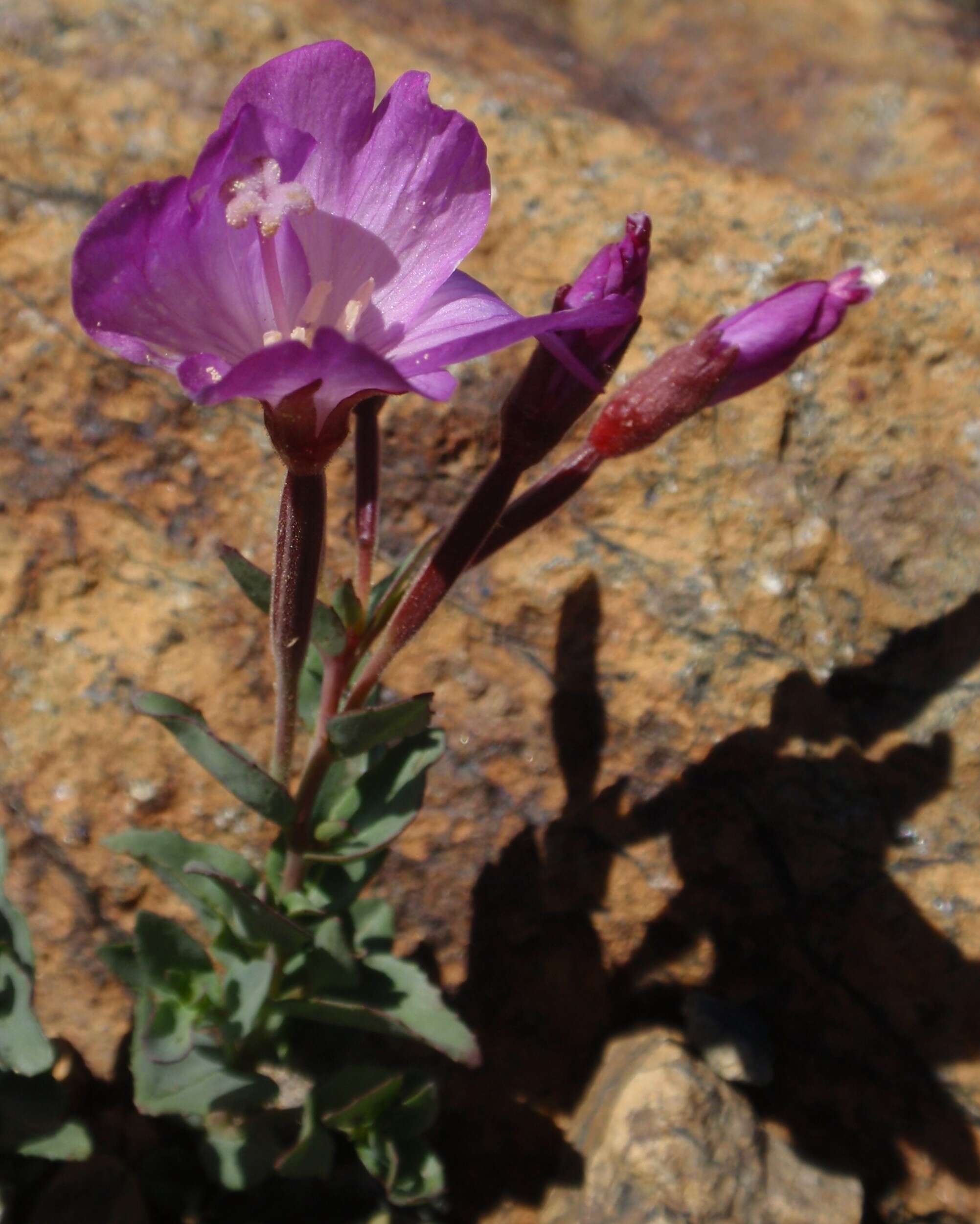 Image of Siskiyou willowherb