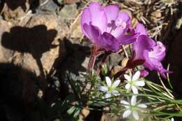 Image of Siskiyou willowherb