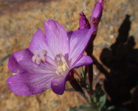 Image of Siskiyou willowherb