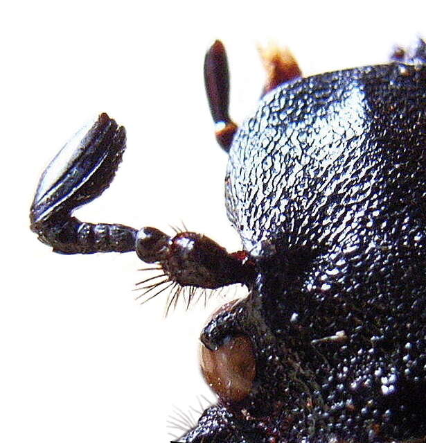 Image of Hermit Beetle