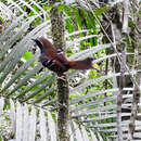 Image of Squamate Antbird