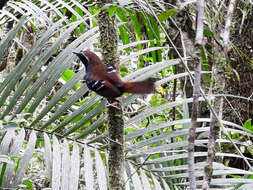 Image of Squamate Antbird