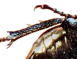 Image of Hermit Beetle