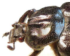 Image of Hermit Beetle