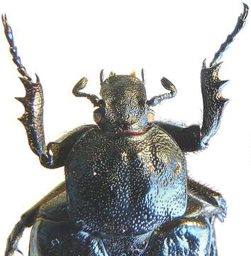 Image of Hermit Beetle