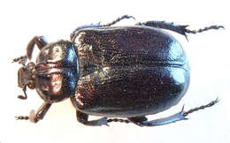 Image of Hermit Beetle