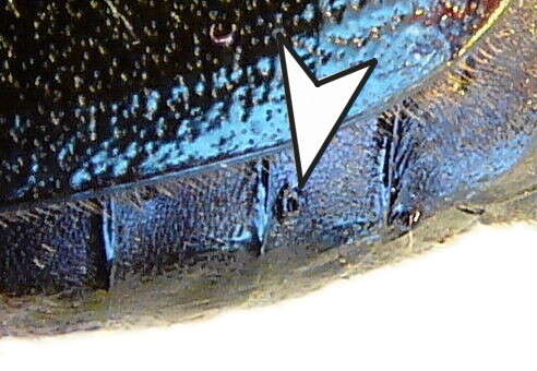 Image of Hermit Beetle