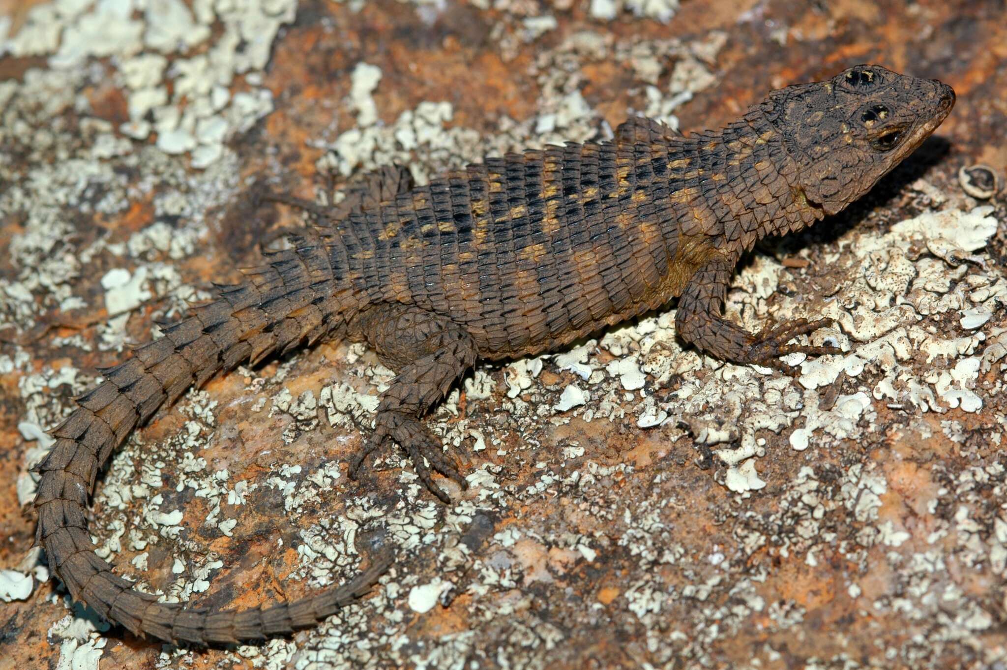 Image of Rooiberg Girdled Lizard