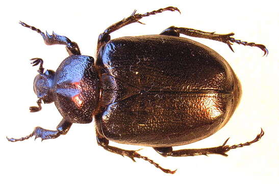 Image of Hermit Beetle