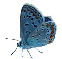 Image of common blue