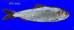 Image of Alewife