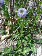 Image of Globularia vulgaris L.