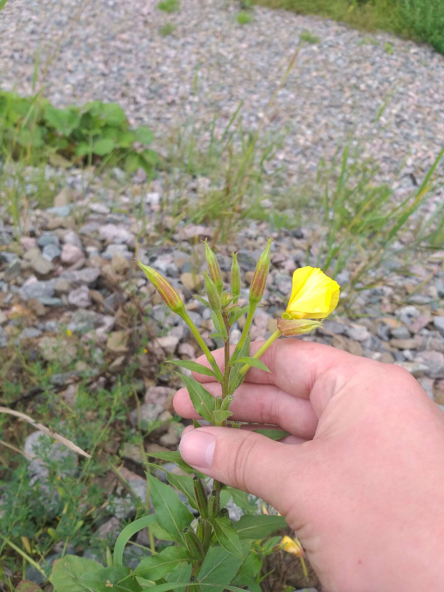 Imagem de Oenothera fallax Renner