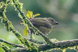 Image of Tawny-capped Euphonia