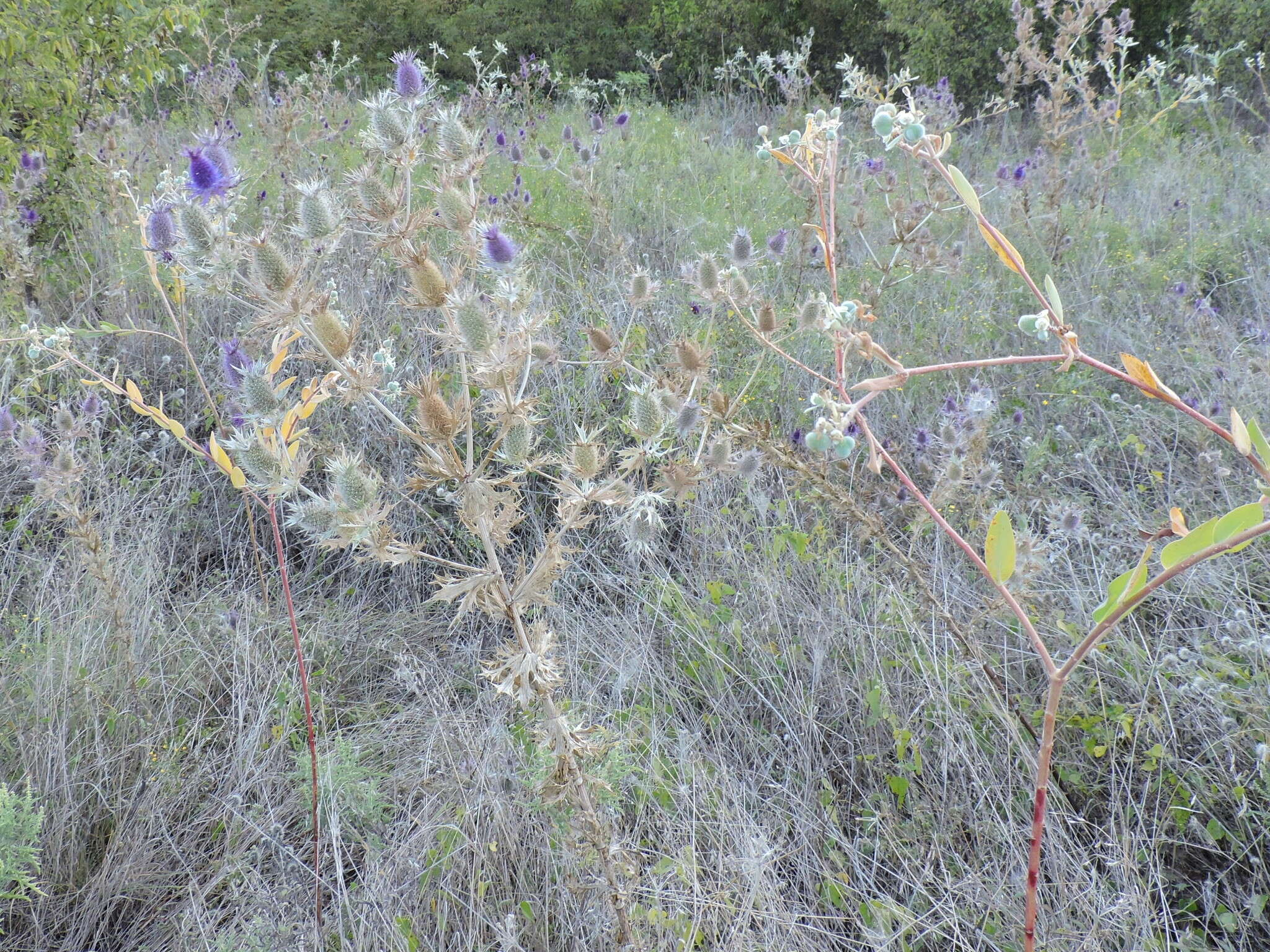 Image of Leavenworth's eryngo