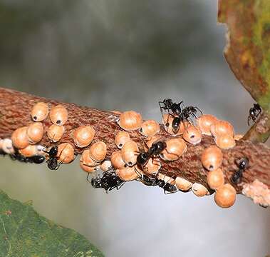 صورة Eriococcus coriaceus Maskell 1893