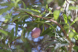 Imagem de Billardiera longiflora Labill.