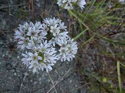 Image of pitted onion