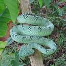 Image of South Philippine temple pitviper