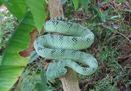 Image of South Philippine temple pitviper